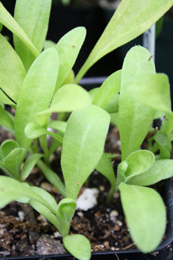 Calendula officinalis seedlings